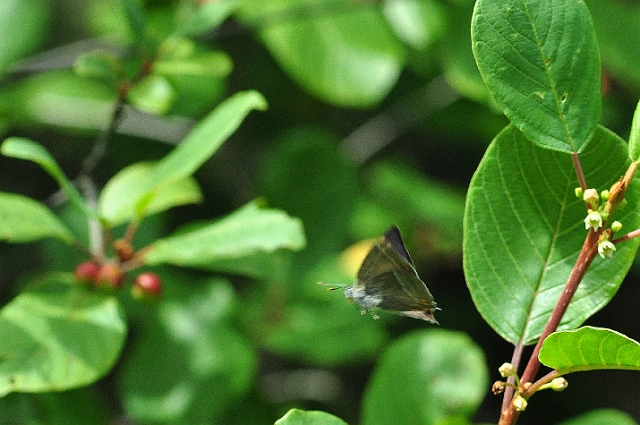 26 07 14_6701_edited-1.jpg - PURPLE HAIRSTREAK IN FLIGHT - ALNERS GORSE BUTTERFLY RESERVE - NORTH DORSET - 26.7.14